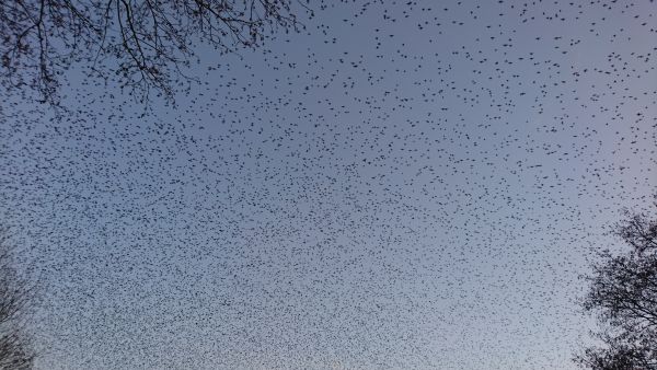 Starlings