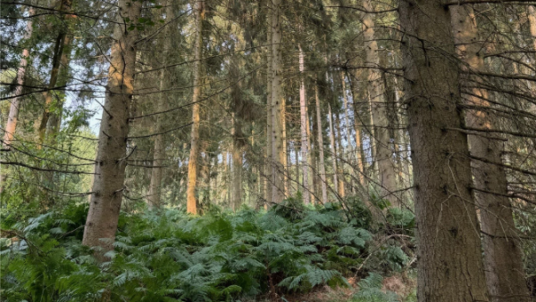 A photo of a woodland
