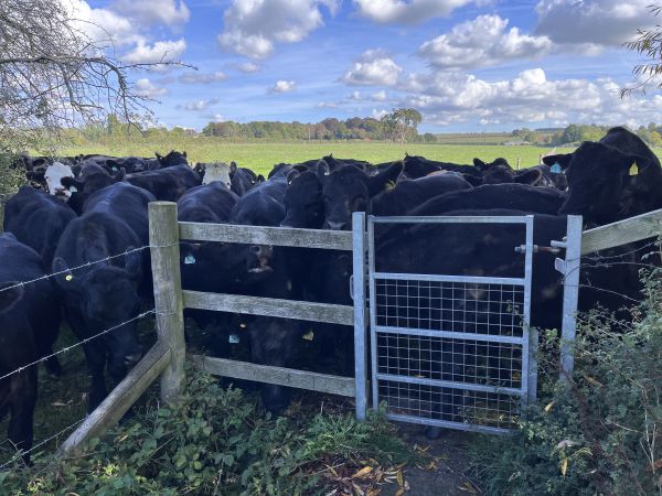 cows