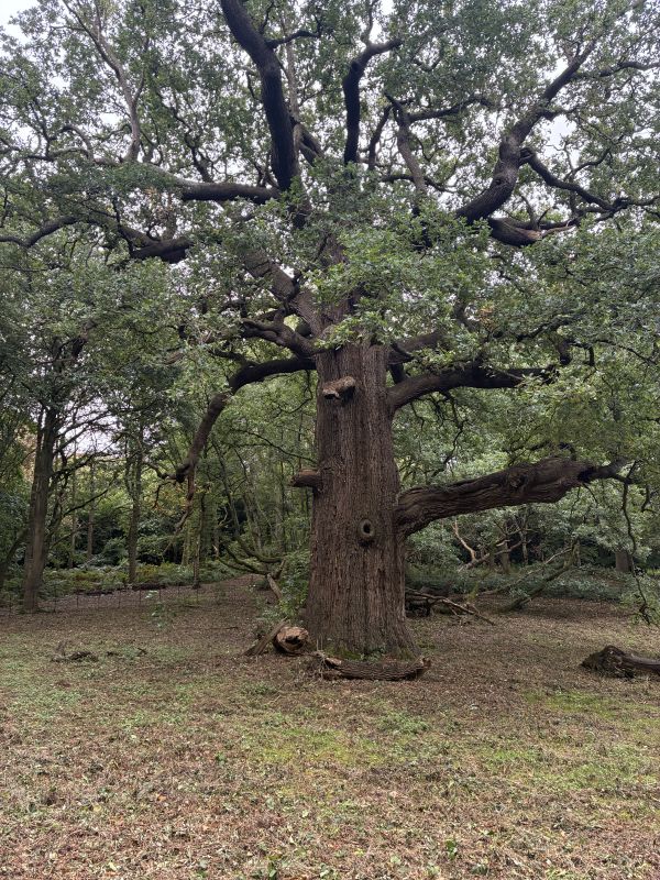 Great Oak of Panshanger, said to be over 500 years old.