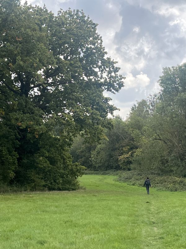 Kent forest 