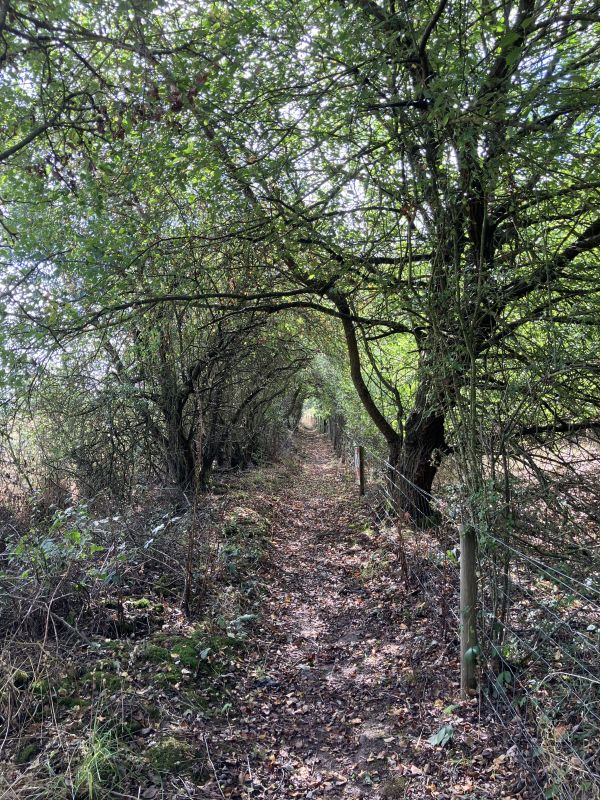 Woodland path