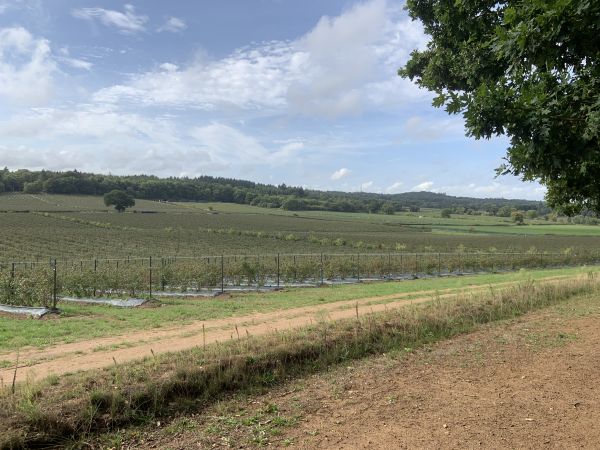 Binton fruit farm