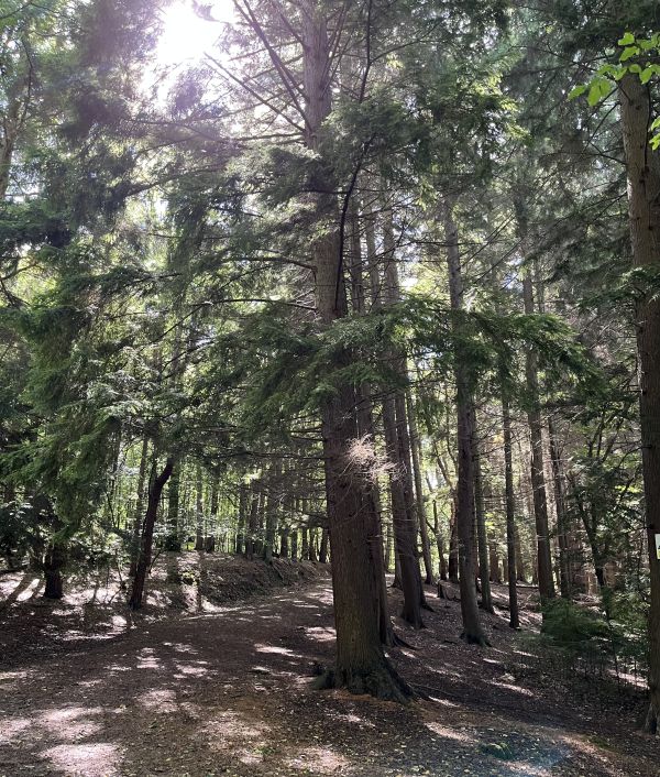Furnace wood