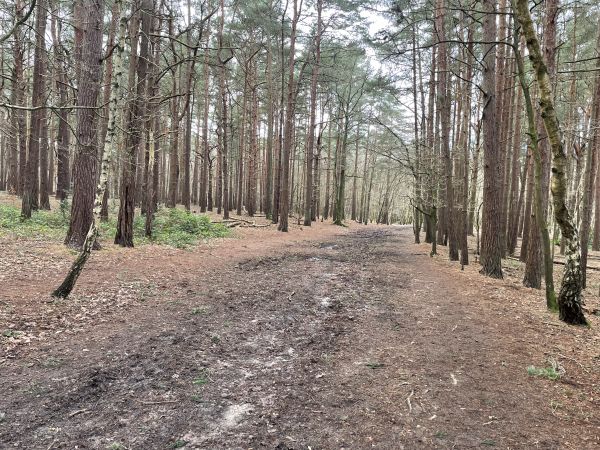 Horsell Common