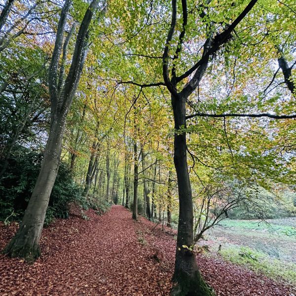 Autumn trees