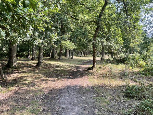 Horsell Common 