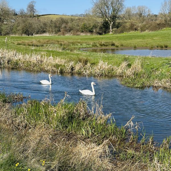 Swans on the old coal canal