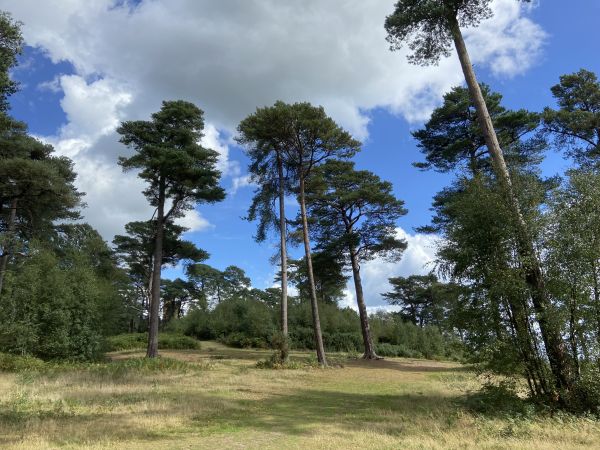 Leith Hill Tower