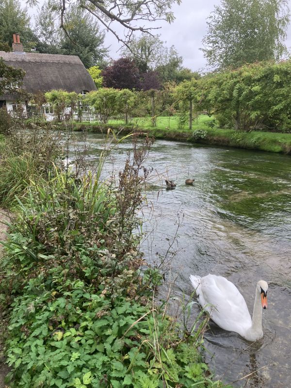 Swan