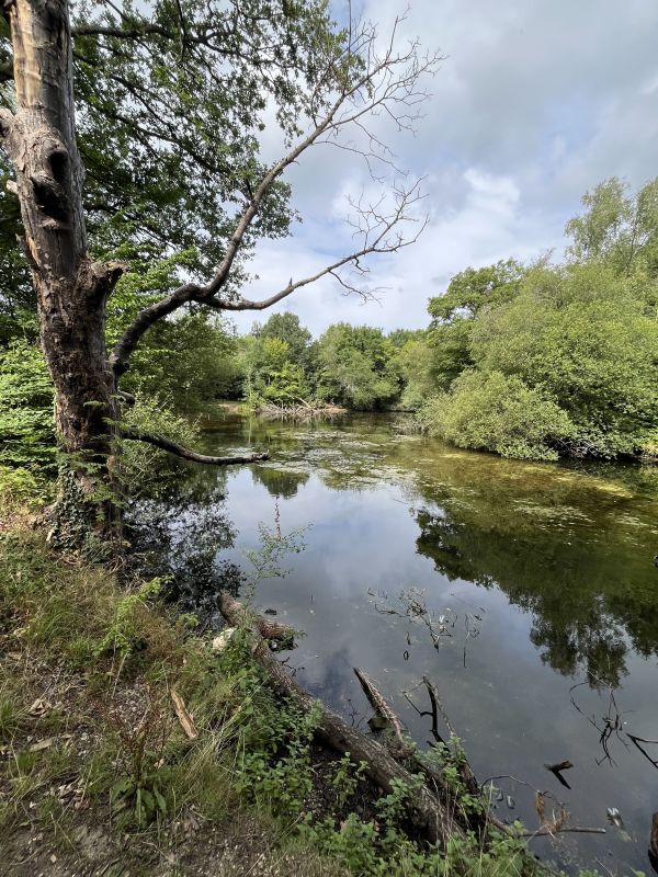 Lake in Bentley Priory Nature Reserve
