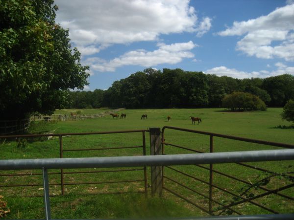 A paddock with horses