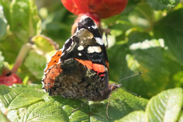 butterfly