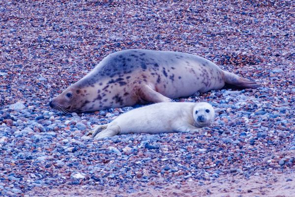 Grey Seal and pup on the beach