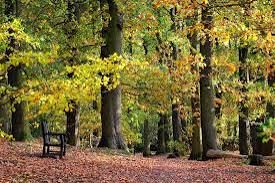 Outtwoods