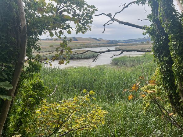 View of reeds beds from River Tay bank