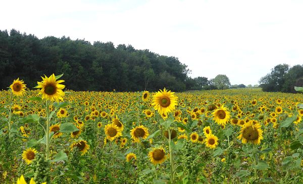 Field of sunflowers