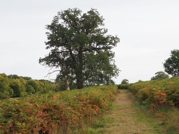A tree and a grassy path through ferns