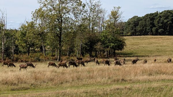 Deer