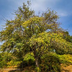 tree in summer with blue sky