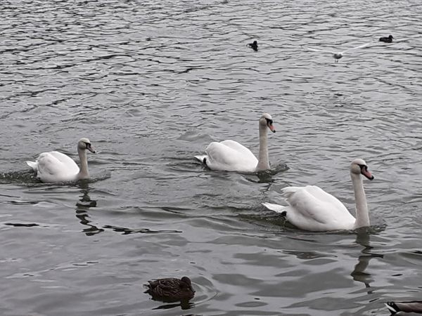 Swans