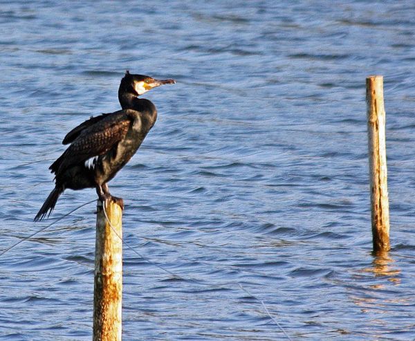 Cormorant