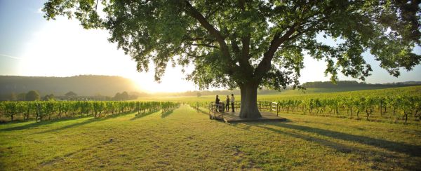 a landscape view of Denbies farm in Dorking Surrey.