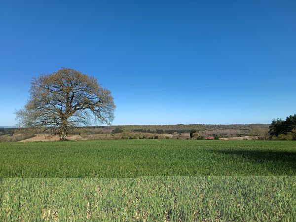 Field