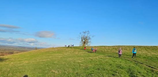 The sheep walks