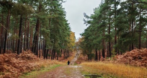 swinley