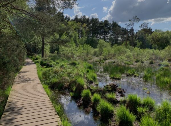 wildmoor