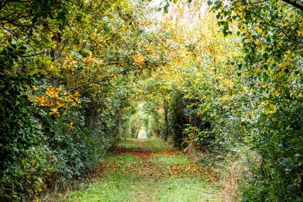 The path to the Jubilee wood