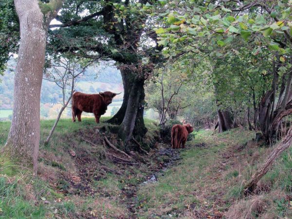 Two Highland Cows standing by a sunken lane flanked by trees.
