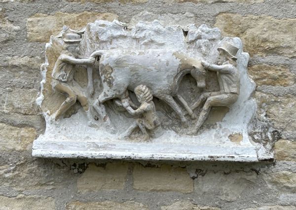 Ramblers trying to milk a cow