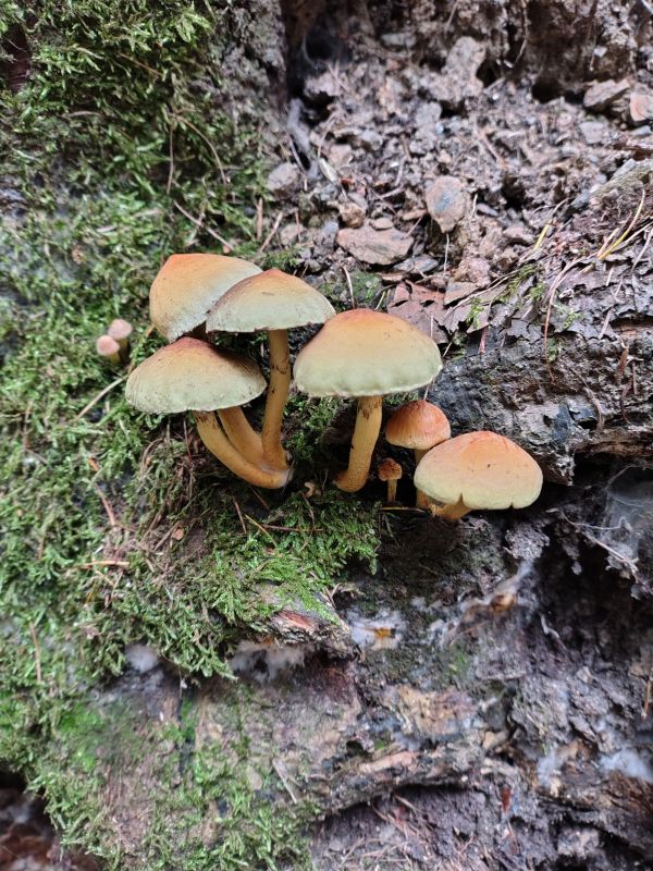 Sulphur tuft mushrooms