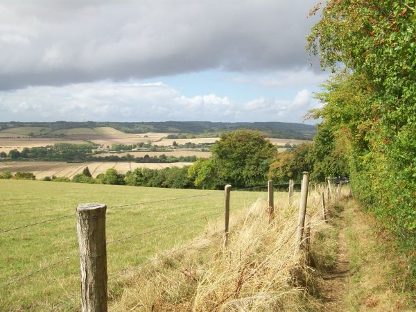 lacey green