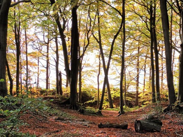 Sunlight through autumn beech trees