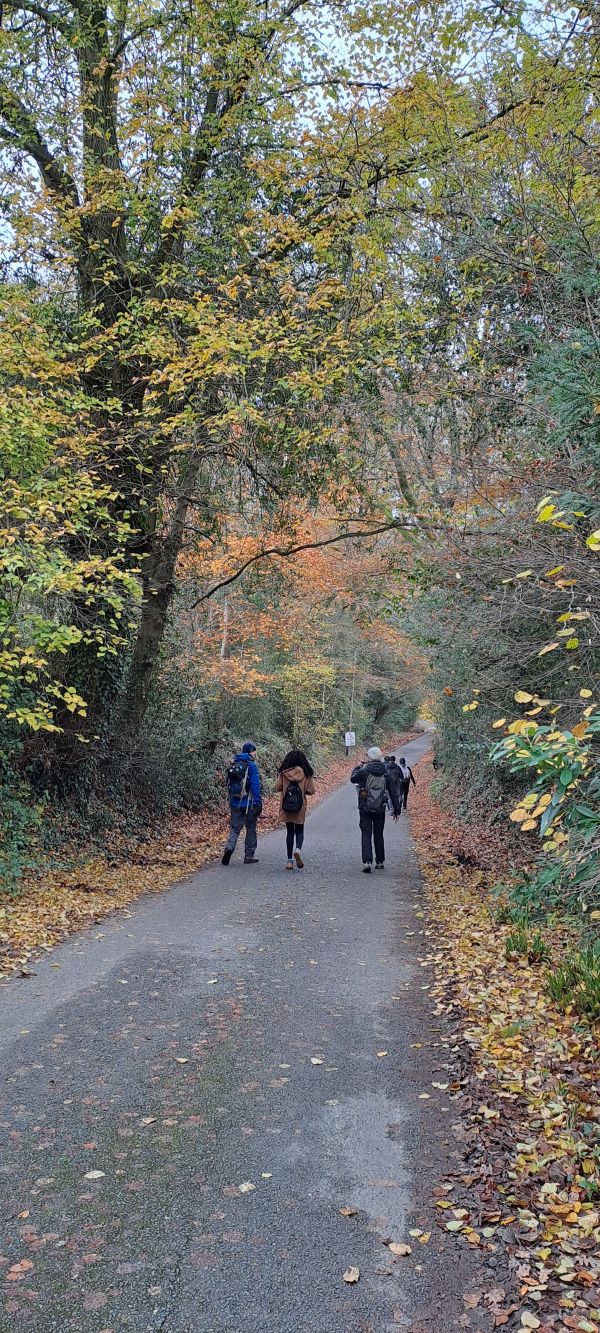 Walkers making their way down a tree-lined New Forest lane. 