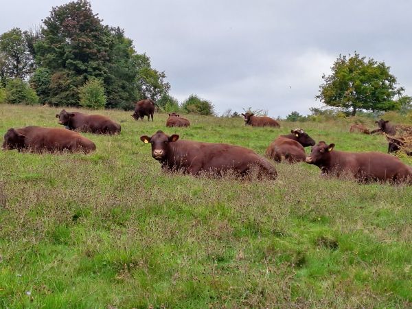 Pictures of brown cows in a field (from the farthing down walk)