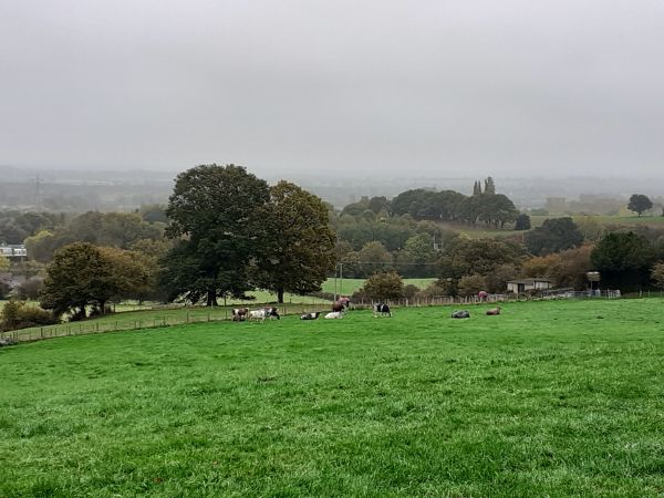 Cows in pasture and hills beyond