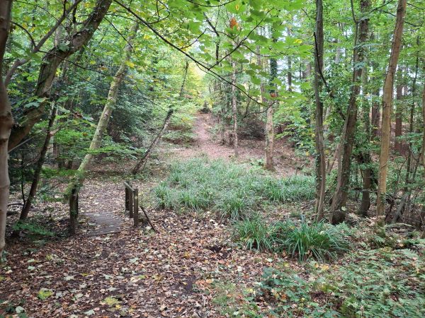 The path through Hocombe Upper Plantation