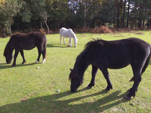 Forest Ponies