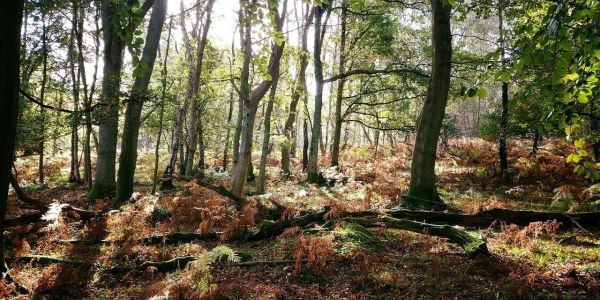 Woodland and autumn leaves