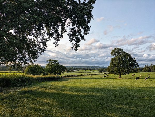 Charcott 