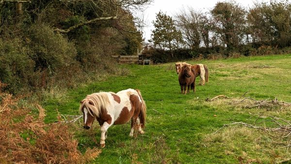 Shetland Pony Stud