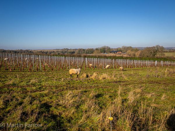 sheep in field