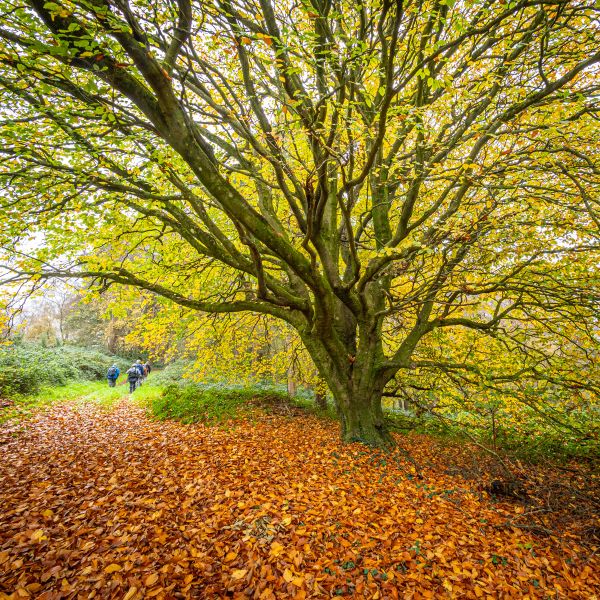 autumn colours Breamore