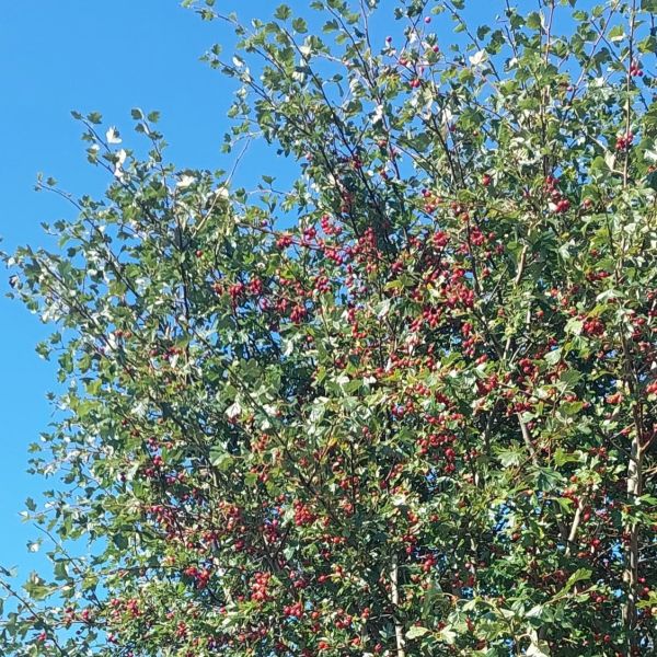 hawthawn tree with berries blue sky