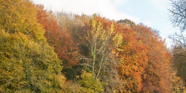 trees in autumn colours