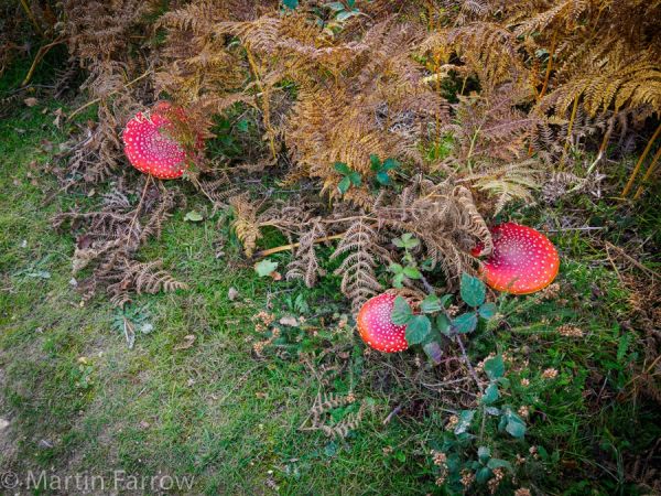 Autumn fungi